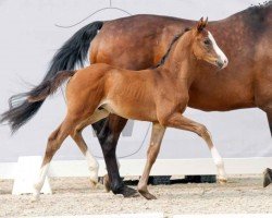 dressage horse Starlight (Westphalian, 2023, from Secret Game)