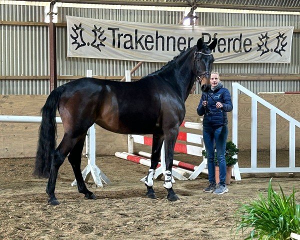 broodmare Eloé (Trakehner, 2020, from Anthony)