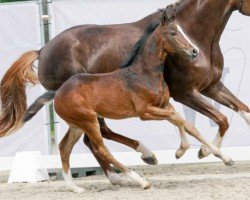 dressage horse Zabaione (Westphalian, 2023, from Zoom)