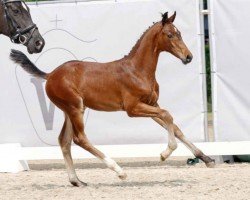 dressage horse Donovan (Westphalian, 2023, from Damsey FRH)