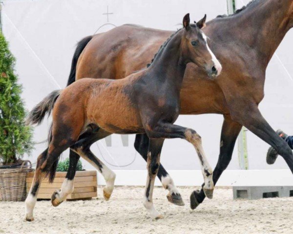 dressage horse Dexter OS (Westphalian, 2023, from Diamantenglanz)