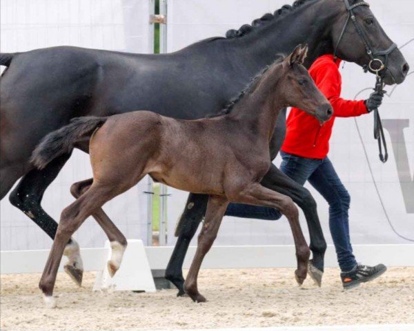 dressage horse Dahlin (Westphalian, 2023, from Dream Royal)