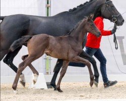 dressage horse Dahlin (Westphalian, 2023, from DSP Dream Royal)