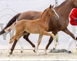 dressage horse Hengst von First Deal / Sir Heinrich (Westphalian, 2023, from First Deal)