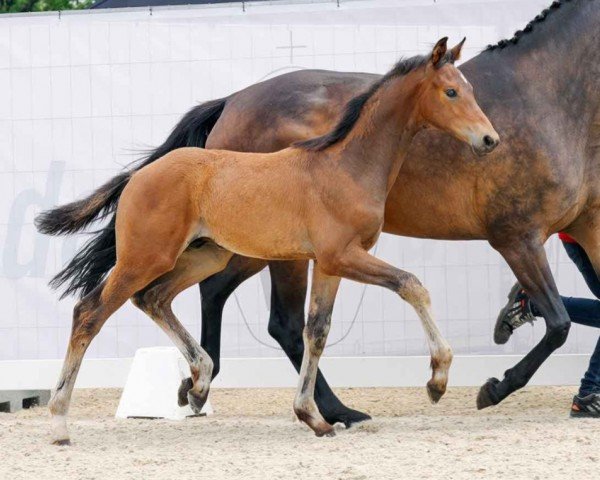 dressage horse Farn (Westphalian, 2023, from Florida TN)
