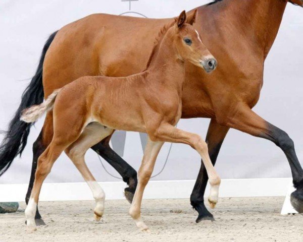 dressage horse Feingold MB (Westphalian, 2023, from Fuechtels Floriscount OLD)