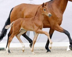 dressage horse Feingold MB (Westphalian, 2023, from Fuechtels Floriscount OLD)