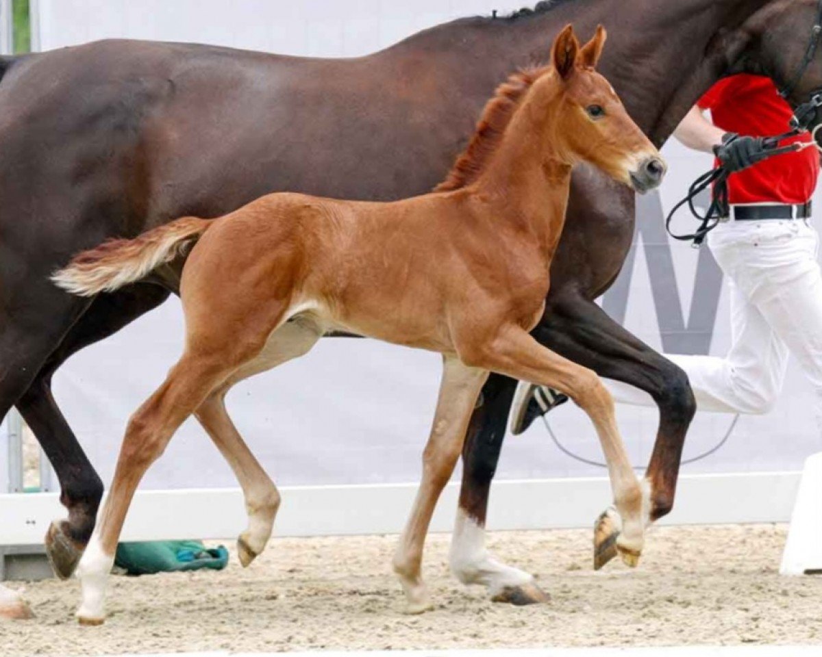 Dressurpferd Echo (Westfale, 2023, von Escanto PS OLD)