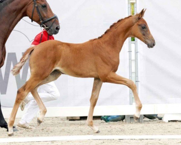 dressage horse Velina Lady (Westphalian, 2023, from Vainqueur)