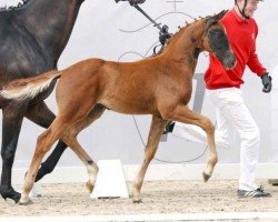 dressage horse Tomaggio de Pad (Westphalian, 2023, from Total Hope OLD)