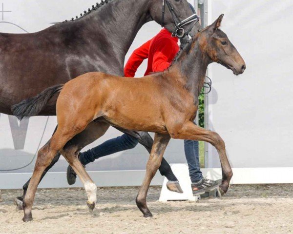 dressage horse Hengst von Escaneno / De Beau (Westphalian, 2023, from Escaneno)