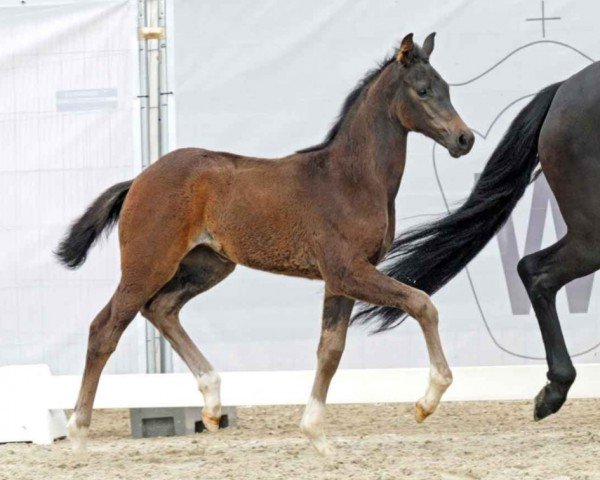 dressage horse Diamond Dancer (Westphalian, 2023, from Dynamic Dream)