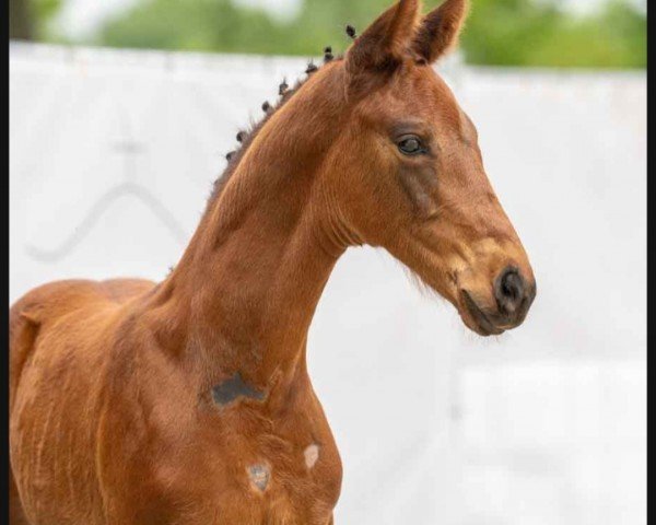 dressage horse Focus (Westphalian, 2023, from Fanegro)