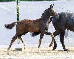 dressage horse Dacapo (Westphalian, 2023, from Debutant PS)