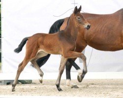 dressage horse Rosi (Westphalian, 2023, from Raven)