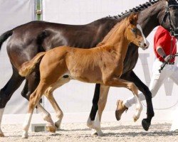 dressage horse Skyline (Westphalian, 2023, from Secret)