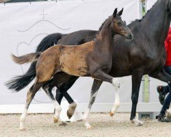 dressage horse Neymar (Westphalian, 2023, from Nashville Star LMD)