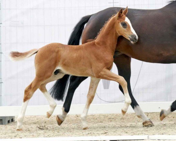 dressage horse Skyfall S (Westphalian, 2023, from Sky)