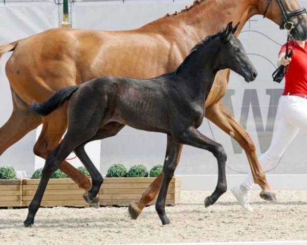 dressage horse Total Vienna (Westphalian, 2023, from Total Diamond PS)