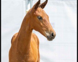 dressage horse Stute von Vision / Don Nobless (Westphalian, 2023, from Vision)