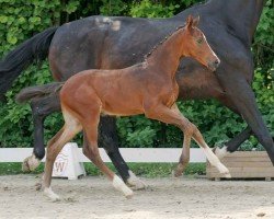 dressage horse Zalamero (Westphalian, 2023, from Zoom)