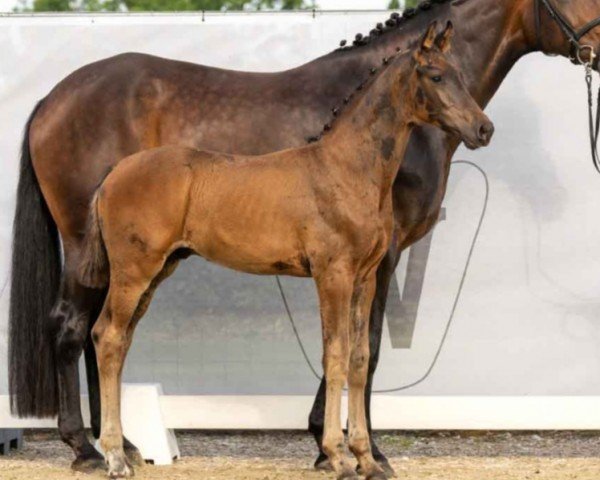 dressage horse Solution (Westphalian, 2023, from So Perfect)