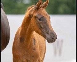 dressage horse Fair Lady (Westphalian, 2023, from For Romance I)