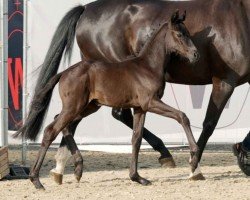 dressage horse Blumenmädchen EP (Westphalian, 2023, from Bellany)