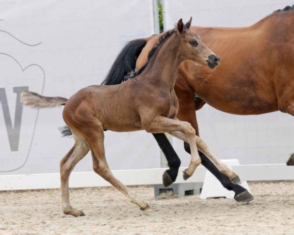 dressage horse John Johnson (Westphalian, 2023, from Jameson Rs2)