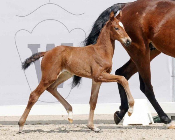 dressage horse Beautiful Summer (Westphalian, 2023, from Bonds)