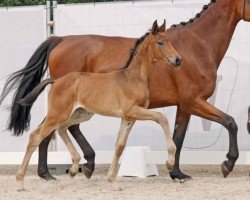 dressage horse Diamond Lassara (Westphalian, 2023, from Diamond Deluxe)