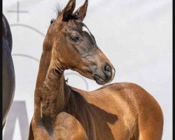 dressage horse Dirty Dörthe (Westphalian, 2023, from Dimaggio Black)