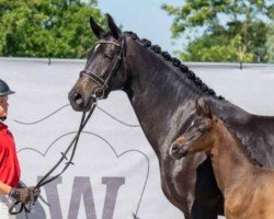 broodmare Dark Rose (Westphalian, 2016, from Desperado)