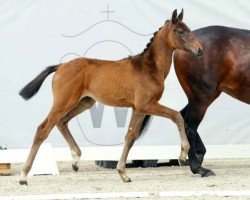 dressage horse Stute von Indian Rock / Zack (Westphalian, 2023, from Indian Rock)