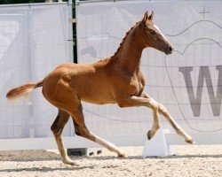 dressage horse Schöner Wilhelm (Westphalian, 2023, from Sezuan's Donnerhall)