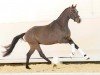 dressage horse Vino (Westphalian, 2020, from Viva Gold OLD)