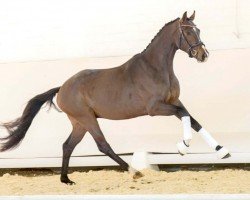 dressage horse Vino (Westphalian, 2020, from Viva Gold OLD)