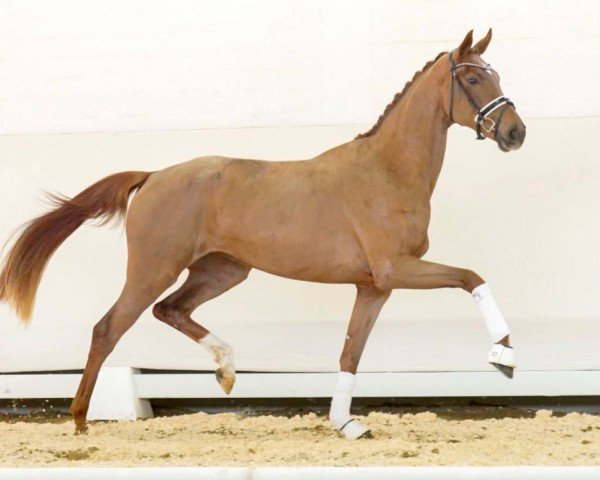 dressage horse Valdivia (Westphalian, 2020, from Harmony's V-Plus)