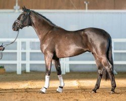 dressage horse Gentleman (Oldenburg, 2020, from Global Player OLD)