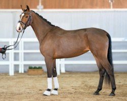 dressage horse Etosha (Westphalian, 2020, from Escamillo)