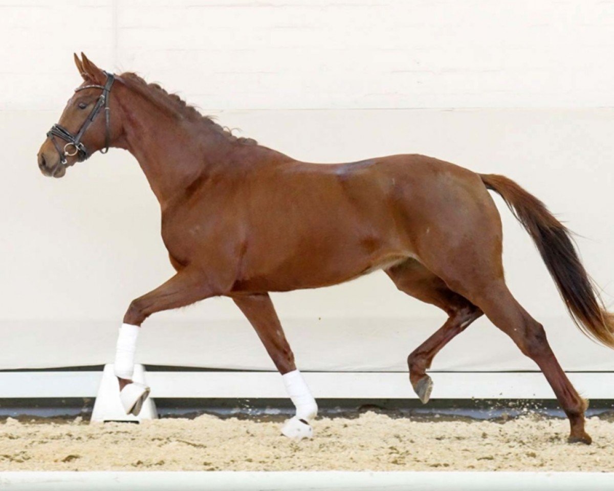 dressage horse Daria P 3 (Westphalian, 2020, from Blue Hors Dreamline)
