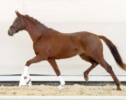 dressage horse Stute von Dreamline / Blickfang (Westphalian, 2020, from Blue Hors Dreamline)