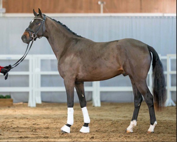 dressage horse Daddy Cool (German Sport Horse, 2020, from Donier)
