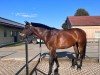 jumper Snorre (Hanoverian, 2017, from Stakkato Gold)