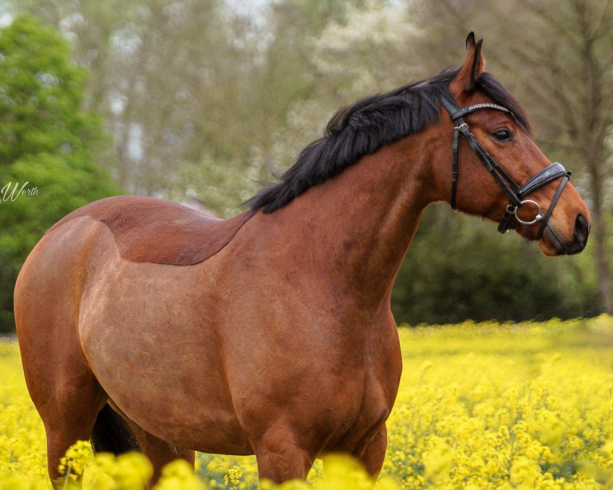 dressage horse Foo Fighter 9 (Hanoverian, 2016, from Tannenhof's Fahrenheit)