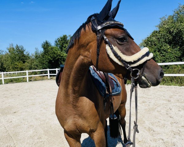 jumper Quiet Hope (German Sport Horse, 2019, from Quite Carenzo)