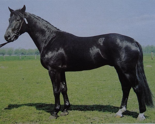 stallion Lars (Noble Warmblood, 1984, from Lenz)