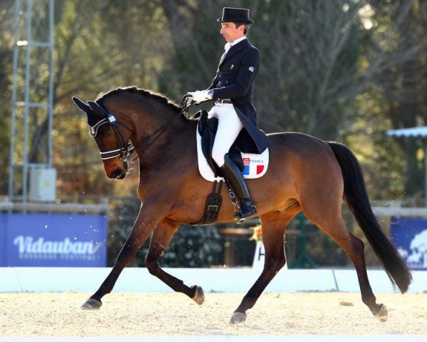 dressage horse Star Wars (Luxembourg horse, 2002, from Show Star)