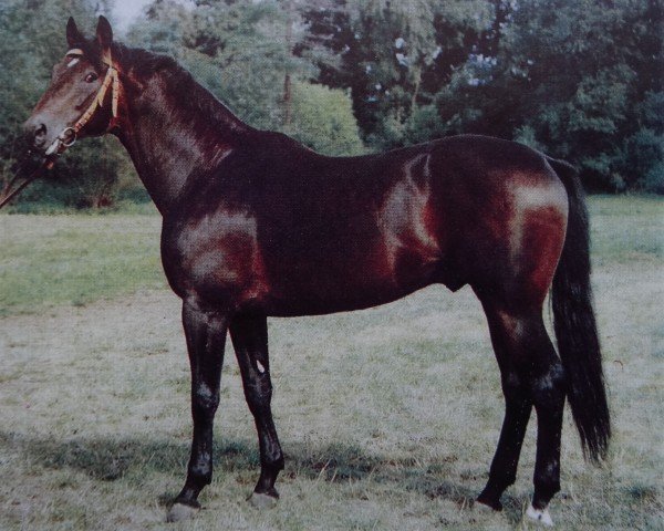 stallion Grossist 1393 (Trakehner, 1978, from Blaubart xx)