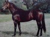 stallion Grossist 1393 (Trakehner, 1978, from Blaubart xx)